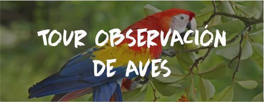 Tour Observación Aves Despedida Soltero Soltera Costa Rica Paradise Events Tour Observación Aves Despedida Soltero Soltera Costa Rica Paradise Events