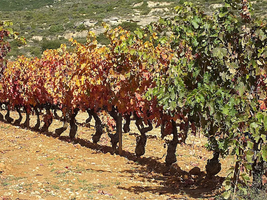 Ven por el vino, quédate por la experiencia: La ruta de vinos por Logroño que no te puedes perder